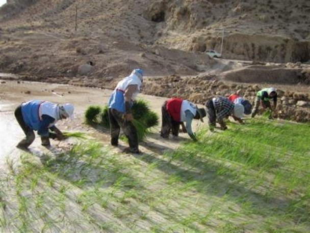 کمک به شالیکاری خانواده های بی سرپرست توسط جوانان باغملکی +تصاویر