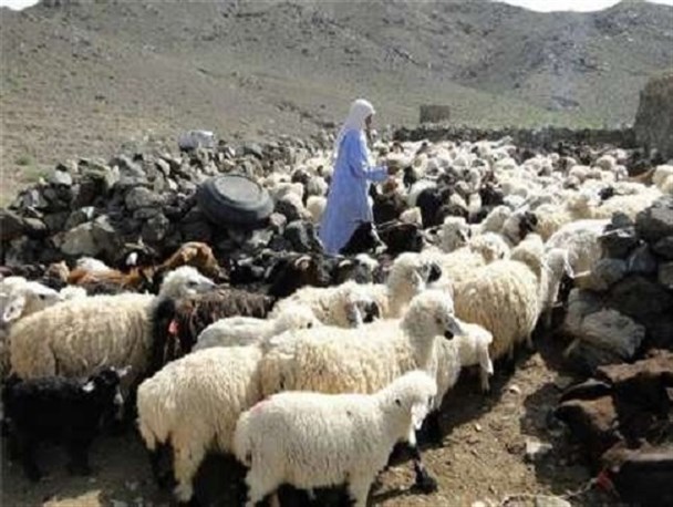 عشایر درمیان 100میلیارد ریال محصول لبنی و دامی تولید کردند