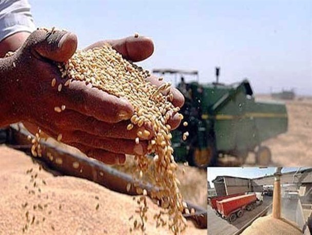 دولت به داد کشاورزان گندم کار برسد