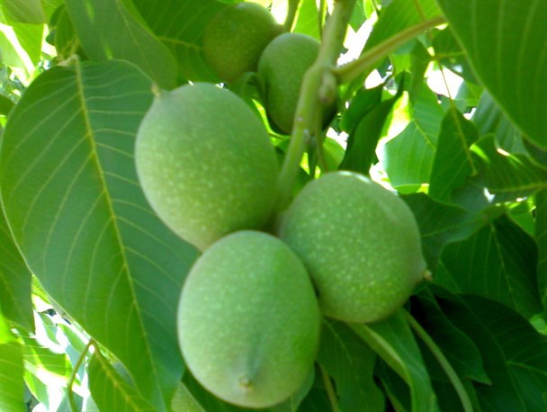 ثبت ملی و جغرافیایی گردوی تویسرکان و سیر همدان/برنددار شدن فرصتی برای رونق اقتصادی