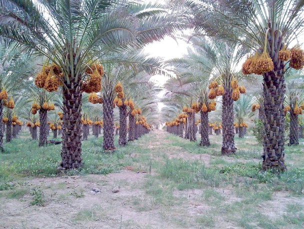 ۳۰ روستا در دشتی در زمینه زکات فعالند