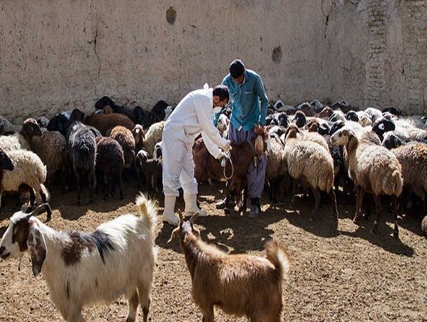 اجرای طرح جهادی دام سالم ،غذای سالم برای اولین بار در کرمان