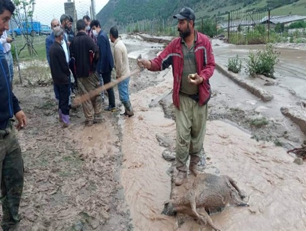 خسارت ۲۸۰ میلیارد ریالی سیل تابستانی به کشاورزی و دامپروری کجور/ آبرسانی با تانکر به روستاهای درگیر سیل