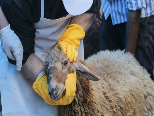 نظارت ۳۰ اکیپ ثابت و سیار بر ذبح بهداشتی و شرعی در ماه محرم