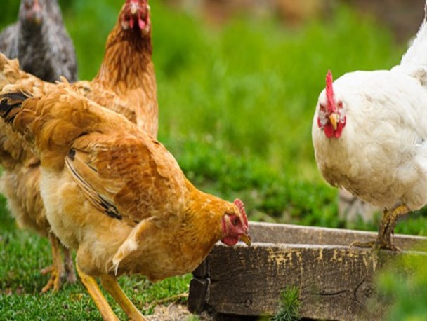 واکسن نیوکاسل خوراکی است، اشتباه نکنید!/ لزوم همکاری روستاییان با اکیپ‌های دامپزشکی