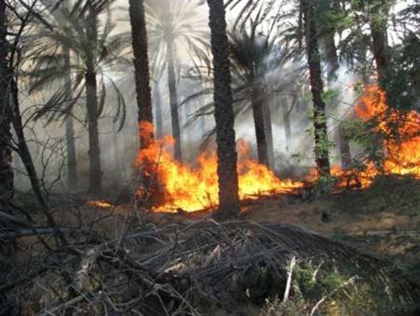 آتش سوزی در ۳هکتار از نخلستانهای رودبار/ ۲۰۰اصله نخل در آتش سوخت