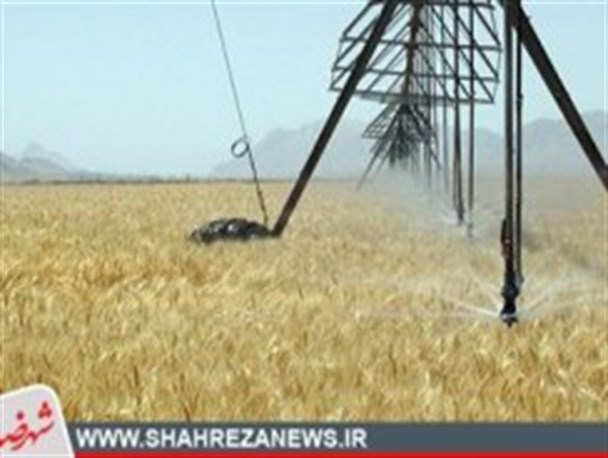 کاهش ۵۰ درصدی کشت گندم و جو در شهرضا/ باغ های شهرضا در معرض خشکسالی قرار دارند
