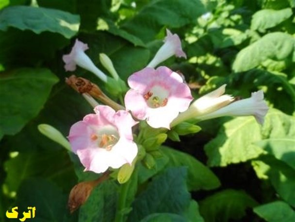 گلهای زیبایی با طعم دود و سرطان + تصاویر
