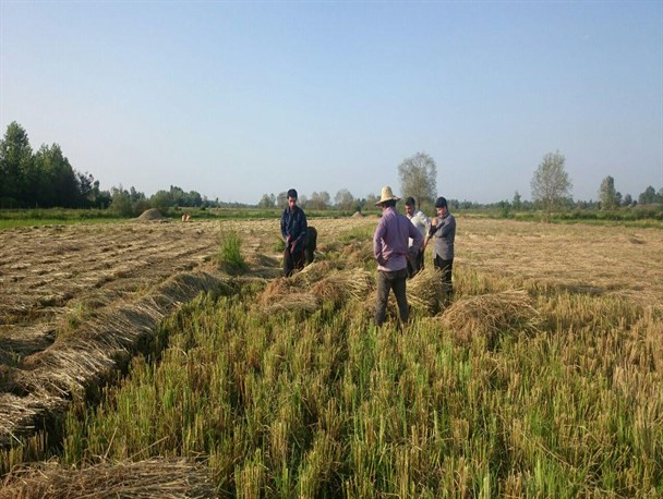 یاری رساندن بسیجیان خشکبیجاری به خانواده نیازمند در برداشت برنج + تصاویر