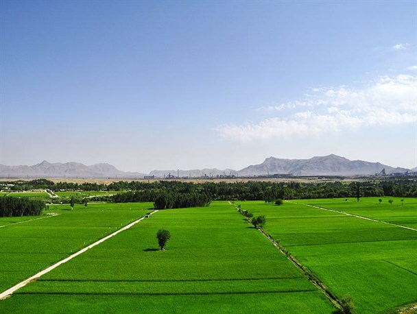 کشت برنج در برخی از زمین های لنجان اجتناب‌ناپذیر است