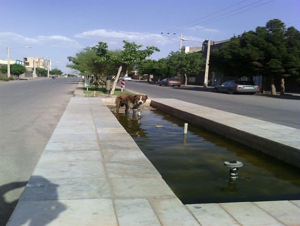 سایه ترس از سگ‌های ولگرد بر سر ساکنان شهر رشتخوار+ تصاویر