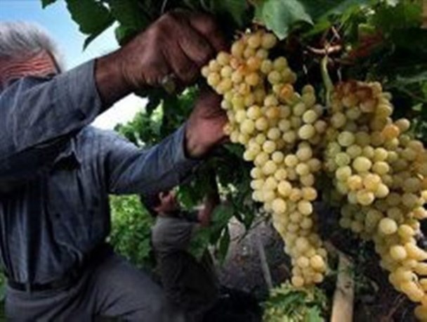 جشنواره انگور فرصتی برای بیان مشکلات باغداران/ نگرش شهرداری بر بعد فرهنگی و اقتصادی محصول انگور استوار است