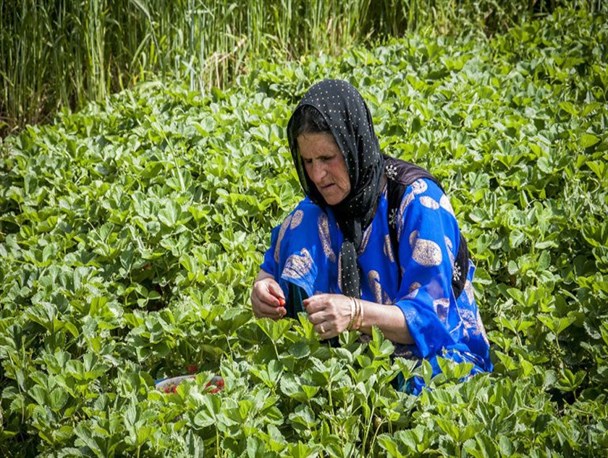 فعالیت 9 صندوق اعتبارات خرد زنان روستایی و عشایری در شهرستان زیرکوه