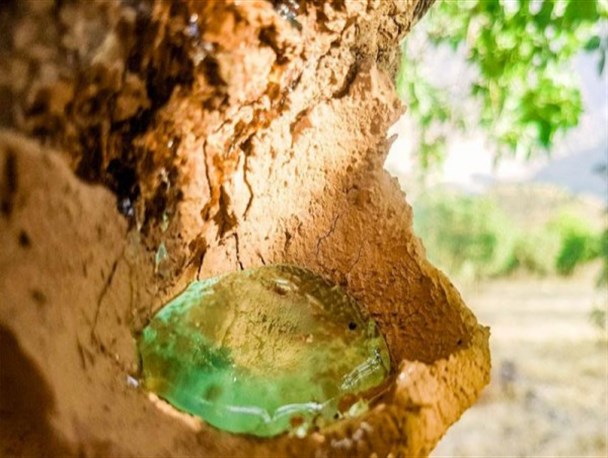 ممنوعیت برداشت "سقز" همچنان ادامه دارد/ وجود ۲۰۰ هزار هکتار رویشگاه بنه در کرمانشاه