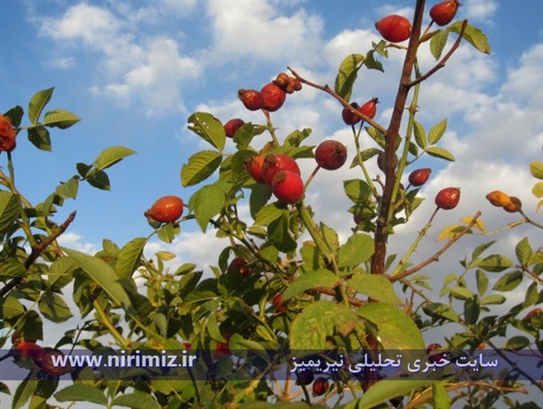درختچه های گیلدیک(نسترن کوهی) در شهرستان نیر به بار نشست