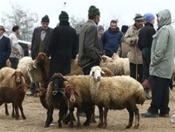 قیمت هر کیلو گوسفند زنده در اردبیل به 11هزار تومان رسید