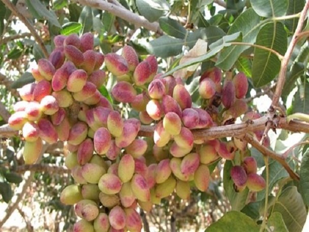 اشتغال روزانه سه هزار نفر در باغات پسته شهرستان زرندیه