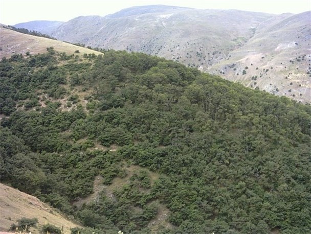 1500 هکتار از جنگل های سیروان از آفت لورانتوس پاکسازی شد