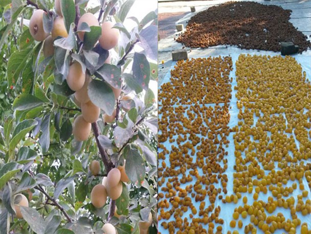پیش بینی برداشت 3هزار تن آلو در تویسرکان/ نبود صنایع تبدیلی خلا بزرگ محصولات کشاورزی+تصاویر
