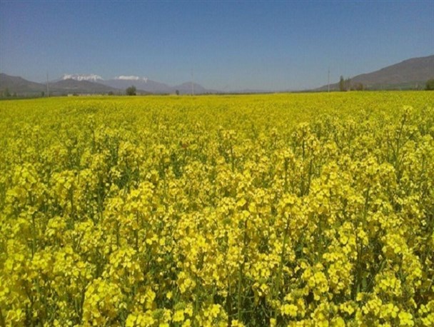 پرداخت تسهیلات بلاعوض برای خرید ماشینهای کاشت کلزا/ ۵۲ هکتار از اراضی هشترود زیر کشت کلزا است