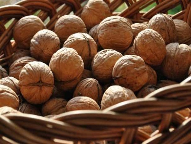 صنایع تبدیلی حلقه گمشده باغداران گردو در سلسله