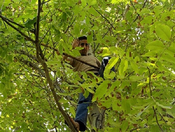 گردوهایی که جان می گیرند