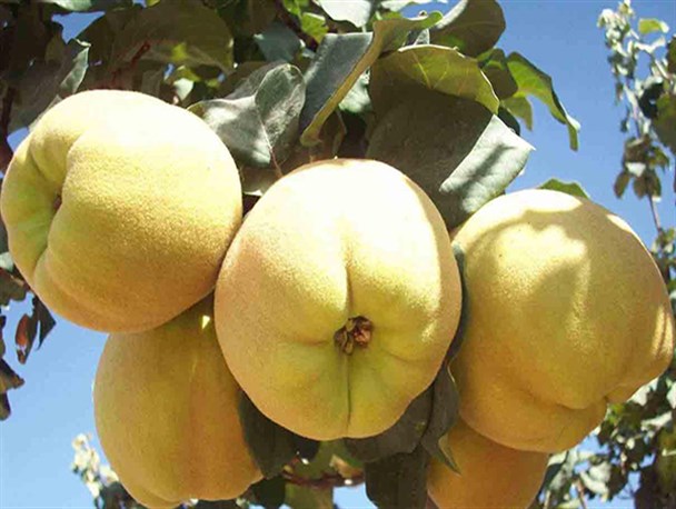 برداشت "به" از باغات سپیدان آغاز شد