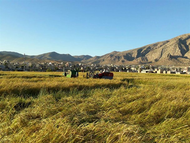 برداشت برنج از سطح مزارع شهرستان لردگان آغاز شد/تصاویر