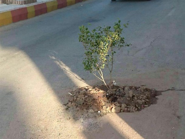 کاشت درخت در خیابان به دلیل وضعیت نامناسب آسفالت+ عکس