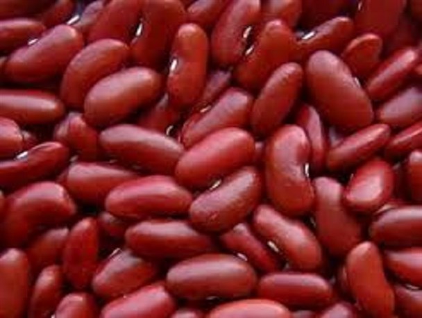 گونه جدیدی از لوبیا در خمین معرفی شد