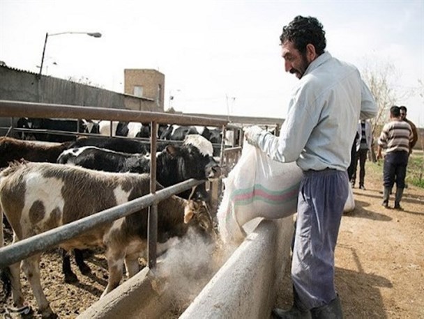 ارزانی دام زنده و گرانی گوشت/ دامداران فروش دام به دلال را به صرفه‌تر می دانند