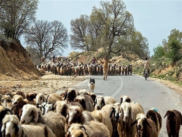 حیات دامپروری عشایر خراسان شمالی در سراشیبی سقوط/کوچ از دل مراتع به حاشیه شهرها