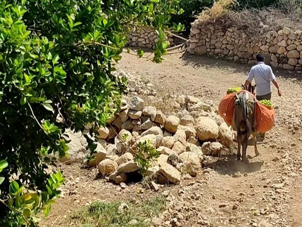 وقتی کام باغداران از محصولاتشان شیرین نمی‌شود+عکس