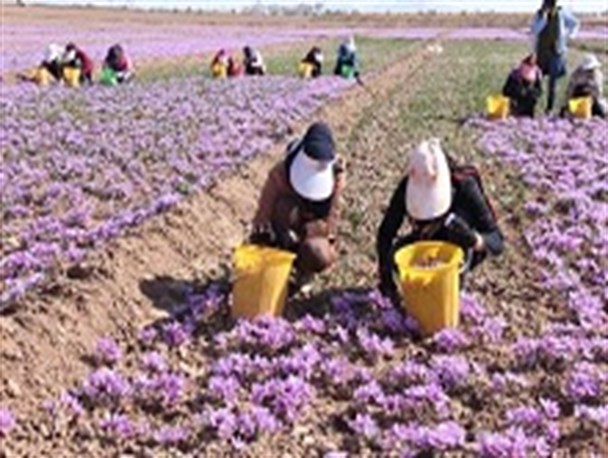 گزارش تصویری برداشت زعفران در تربت حیدریه