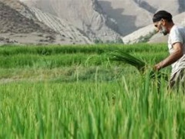 اشک برنج کاران لنده ای در پی بارش باران
