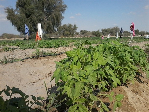 آغاز کاشت نشا گوجه فرنگی در اراضی سیریک