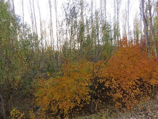 طبیعت پاییزی روستای خوجین خلخال+تصاویر