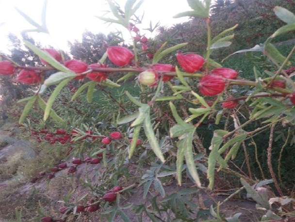 مزارع چای ترش در جنوب غرب سیستان و بلوچستان+ تصاویر