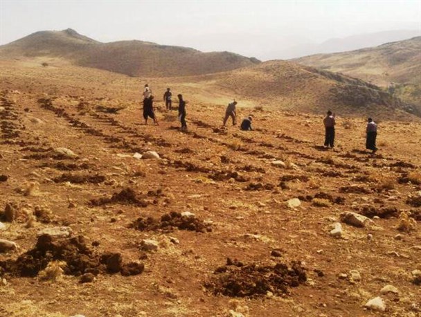 کشت گیاه دارویی کرفس کوهی در 115 هکتار از اراضی روستای رستم آباد