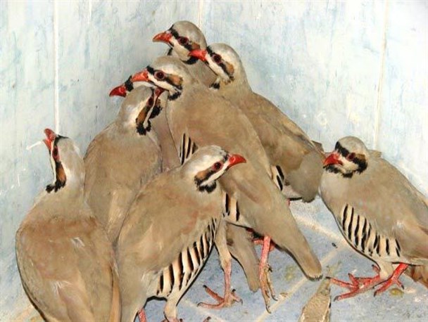 کشف ۱۴ قطعه پرنده وحشی از یک منزل مسکونی در سروستان