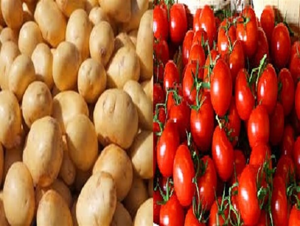 سیب زمینی را خاک می کنند گوجه را گران!