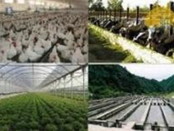بازار ماکیان محلی کرمانشاه در معرض رکود فراگیر/ یک تولید کننده: کاش آقای روحانی قبل از دیدار با سرمایه داران آمریکایی حال ما را هم می پرسید