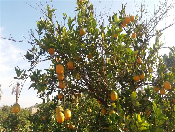 تصاویری زیبا ازباغ پرتقال منوجان