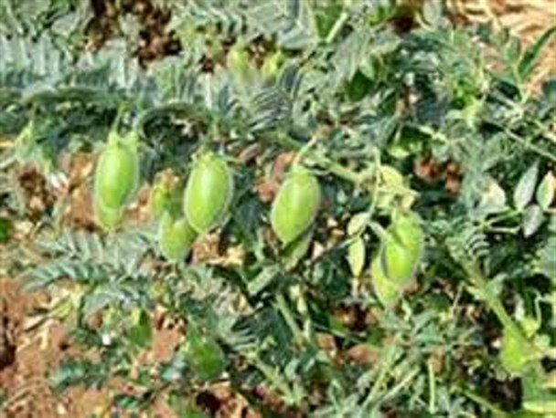 3500هکتار از اراضی روانسر زیر کشت نخود می‌رود