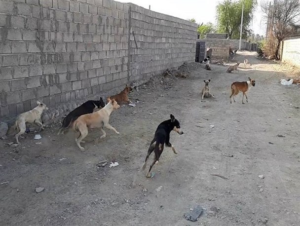 طرح جمع آوری سگ ها از شهر کهک به زودی آغاز می شود / گلایه مردم همچنان ادامه دارد