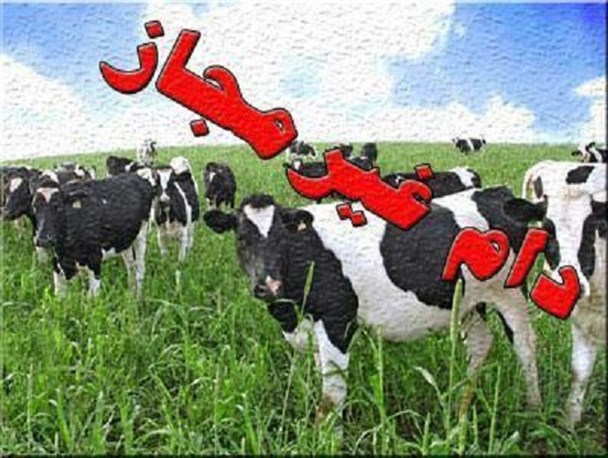 توقیف یک میلیاردی دام فاقد مجوز حمل در بوئین زهرا