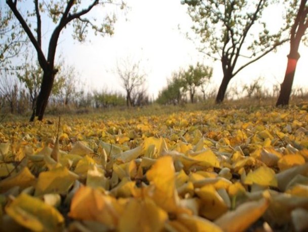 هنرنمایی پاییز در باغات پلدشت+ تصاویر
