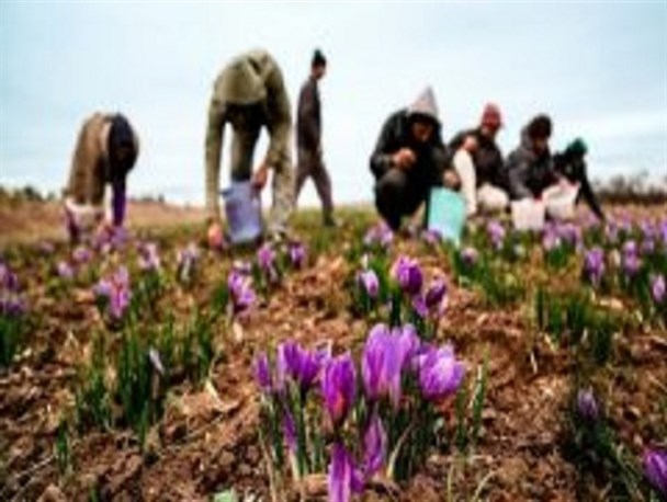 برداشت طلای سرخ از ۲۵ هکتار مزارع آران و بیدگل/ پرداخت ۳۰۰ میلیون ریال تسهیلات برای هر هکتار کشت زعفران