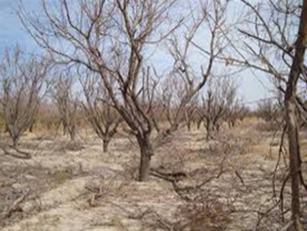 ابرکوه به خط قرمزخشکسالی نزدیک می شود/ بارندگی های نرمال هم پاسخگو نیست