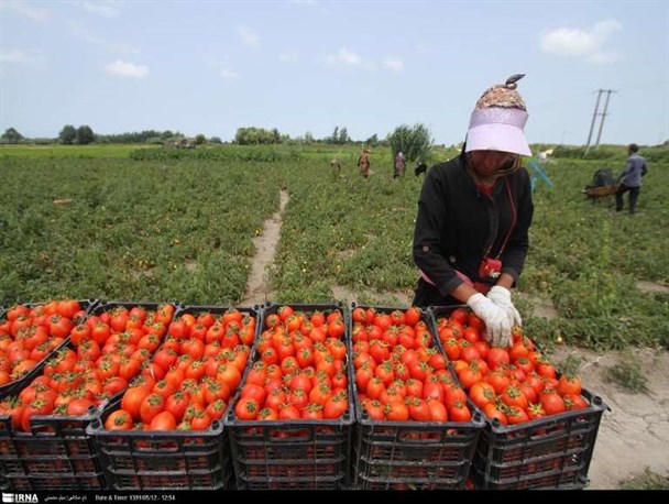 مراکز خرید توافقی گوجه فرنگی درقطب های تولید راه اندازی شد